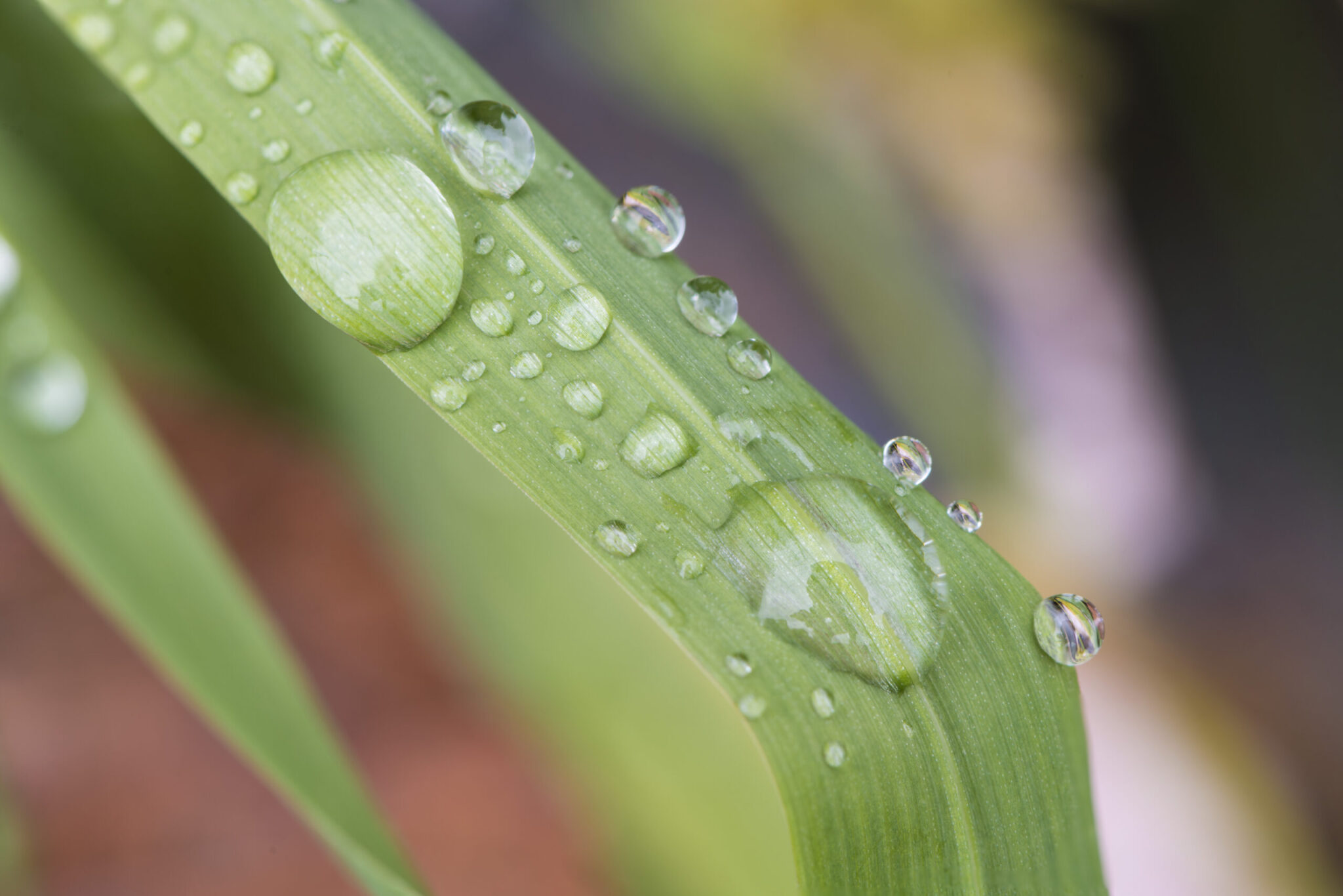 Grass Blade with Dew Drops