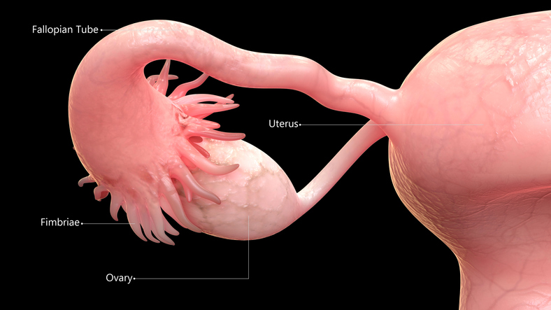 3D Illustration of Female Reproductive System Anatomy